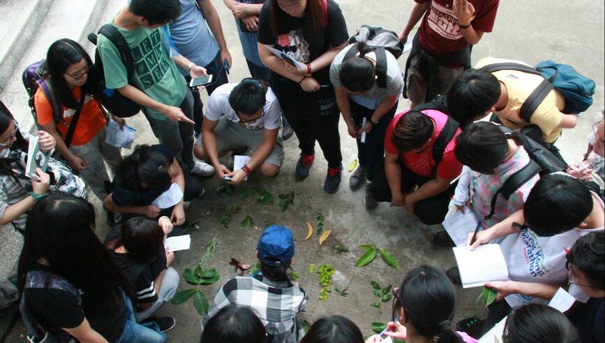 Students were identifying plants from their leaf features. 